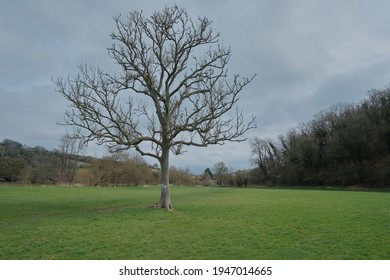 Tree standing in a field in spring