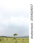 a tree standing in the middle of rice fields