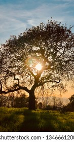 Tree Standing Strong After Tubs Fire Burned Through Sonoma County. 