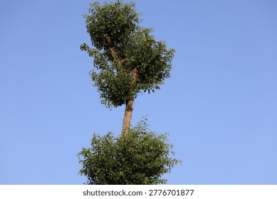 Tree standing tall with unique clusters of green leaves against a clear blue sky background in bright daylight.