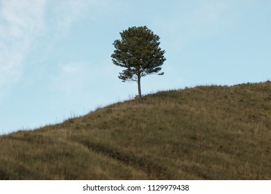 A tree stands alone at one side of the green hills