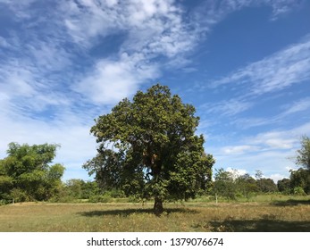 The tree stands in the middle of the field, Cloudy with blue sky background
