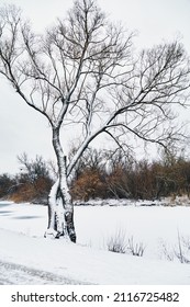 The tree stands on the bank of the river, the tree trunks are intricately intertwined, the tree is powdered with snow, snow is all around, the river is frozen, winter mood