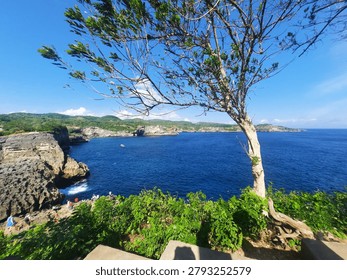 A tree stands on a cliffside overlooking a large body of water on a sunny day with blue skies and lush greenery in the foreground and background