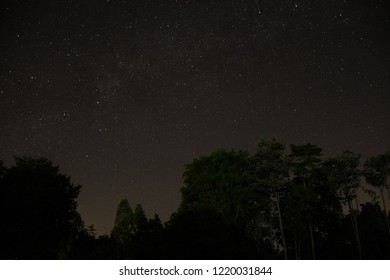tree and star