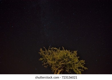 A tree with starry sky