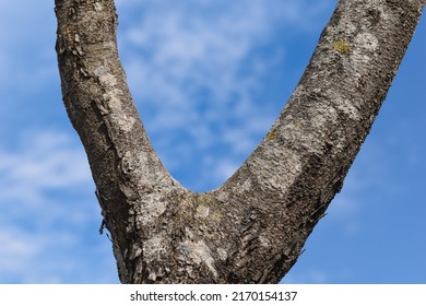 Tree Stem Closeup Splitting In V Shape And Blue Sky In Background.