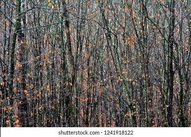 tree stems in a dense forest