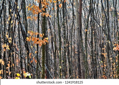 tree stems in a dense forest