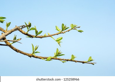 Tree Stick Against Blue Sky Background.