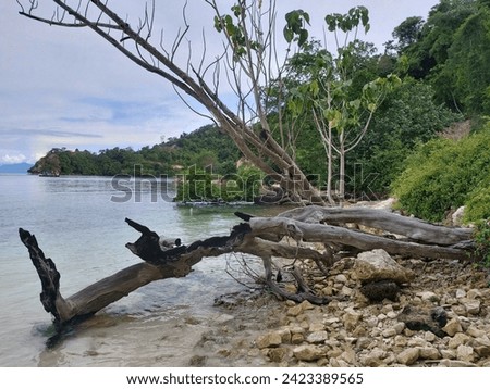 tree and stone on the beach 