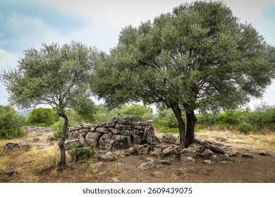 A tree with a stone wall in front of it. The tree is surrounded by rocks and there is a small stone building in the background. The scene is peaceful and serene