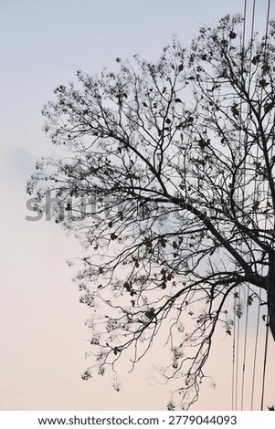 The tree stood lifeless beneath the gray cloudy sky.
