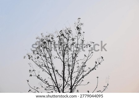 The tree stood lifeless beneath the gray cloudy sky.