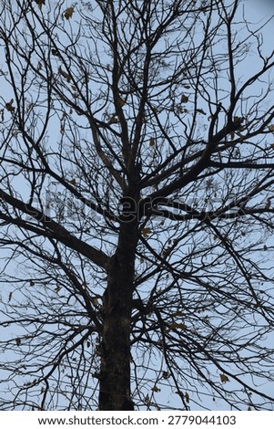 The tree stood lifeless beneath the gray cloudy sky.