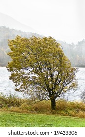 Tree in stormy weather at autumn in Norway