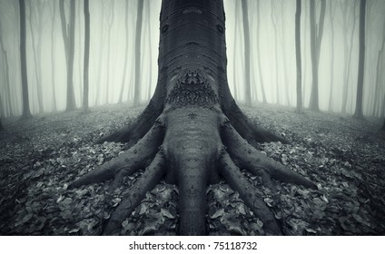 Tree With Strong Roots In A Forest After Rain