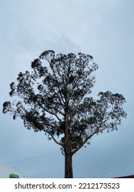 A Tree With Strong Roots Laugh At Storms