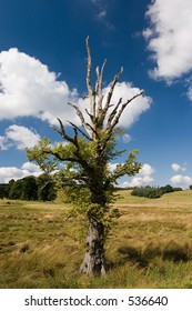 A tree struck by lightning come back to life
