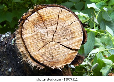 Tree stub