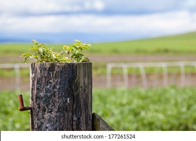 Tree Stump