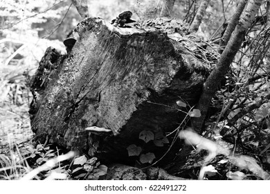 tree stump 
