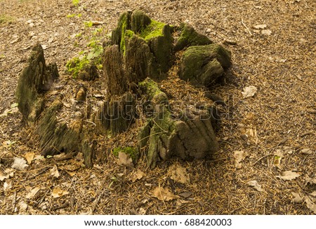 Similar – Image, Stock Photo old| rotten tree stump