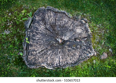 Tree Stump From Above