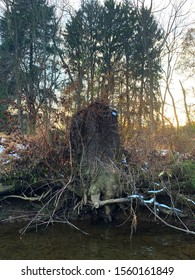 Tree Stump Above Backyard Creek