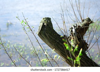 Tree Stump Above The Lake