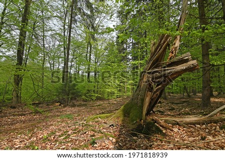 Similar – Image, Stock Photo old| rotten tree stump