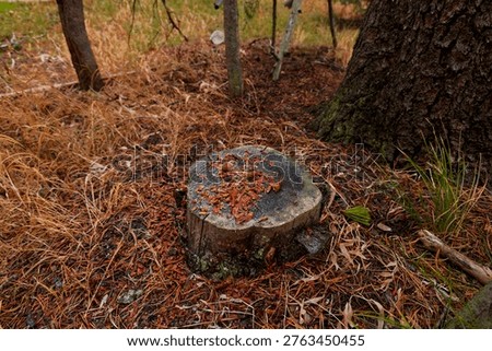 Tree stump Brink of Lower Falls Canyon village, Yellowstone national Park