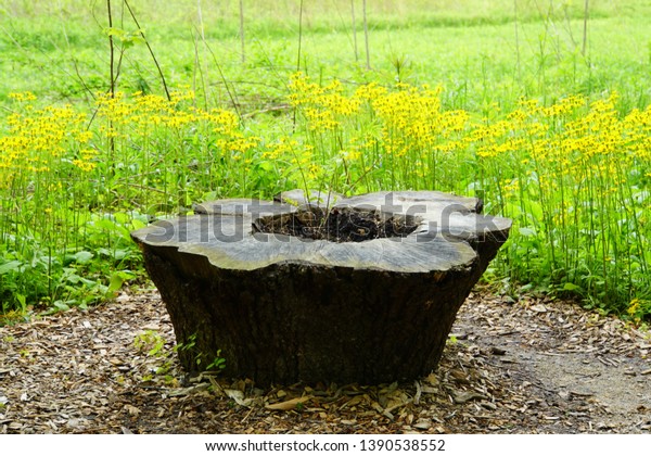 Tree Stump Carved Round Bench Surrounded Stock Photo Edit Now