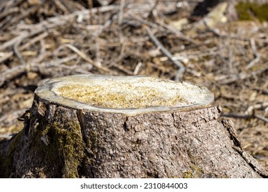 Tree stump clear-cut down the forest. Deforested areas in forest with cut trees. Freshly cut tree.  Stumps show overexploitation leads to deforestation endangering the environment and sustainability. - Powered by Shutterstock