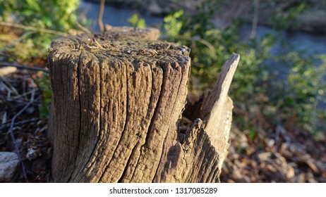Tree stump close up 