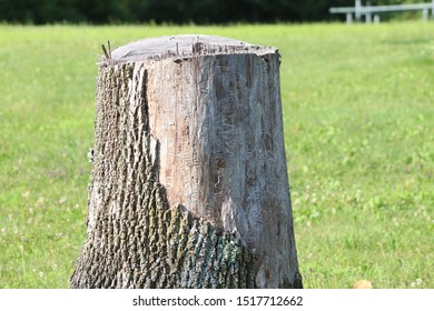 A Tree Stump From A Dead Ash Tree Due To Emerald Ash Border Damage