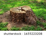 Tree stump in the forest