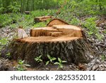 A tree stump in a forest