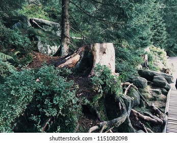tree stump in forest