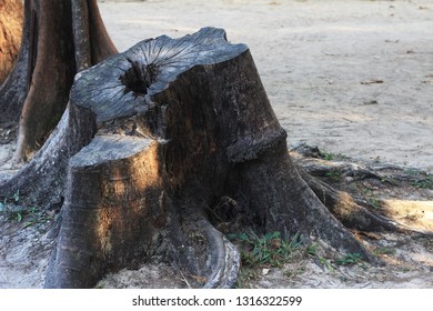tree stump in the forest.