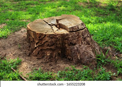 Tree stump in the forest - Shutterstock ID 1655223208