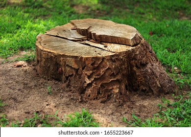 Tree stump in the forest - Powered by Shutterstock