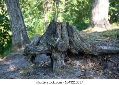 
tree stump in the forest