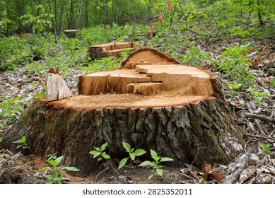 A tree stump in a forest
