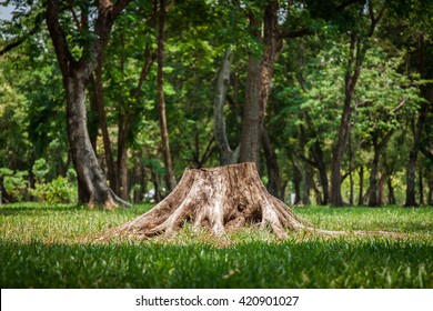 Tree Stump In The Forest