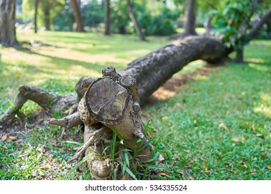 Tree Stump In The Forest