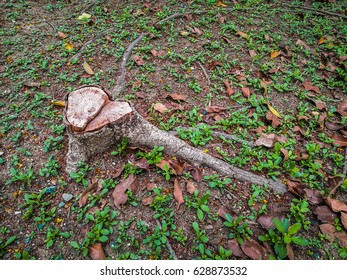 tree stump in the forest
