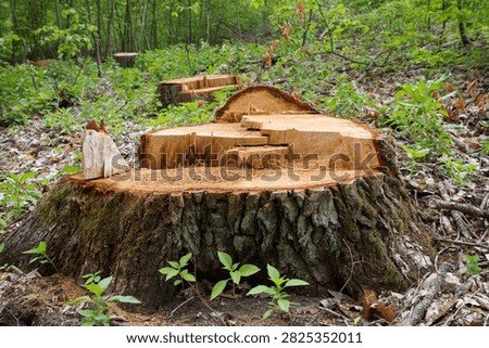 A tree stump in a forest