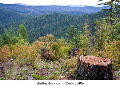 Tree Stump In The Forest Of Idaho Mountains.