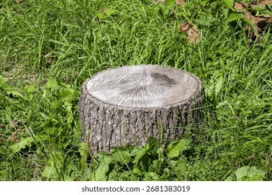 A tree stump in the grass